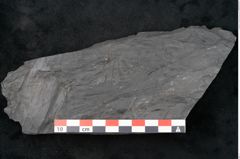 Foto (Detailansicht) von Noeggerathia palmaeformis Goeppert (NHMW-GEO-2024-0188-10737)